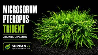 Microsorum trident