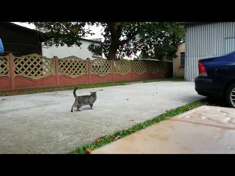 Volvo S60 2002 T5 rear muffler delete - LOUD!