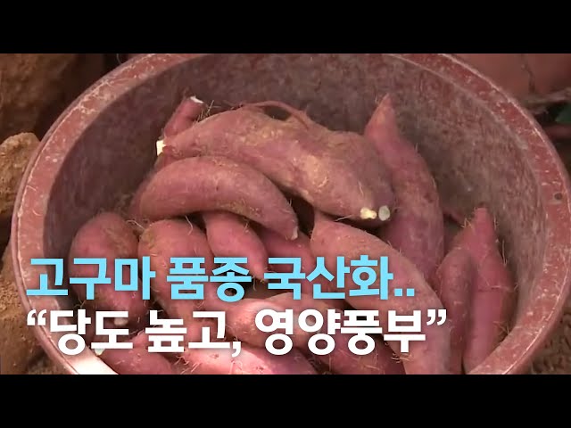 식감 좋고 당도 높은 우리 고구마