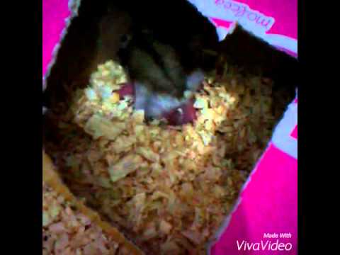 fofura máxima- 1°dia de vida de filhotes hamsters anão russo