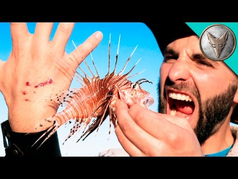 ライオンフィッシュに刺された！ (STUNG by a LIONFISH!)