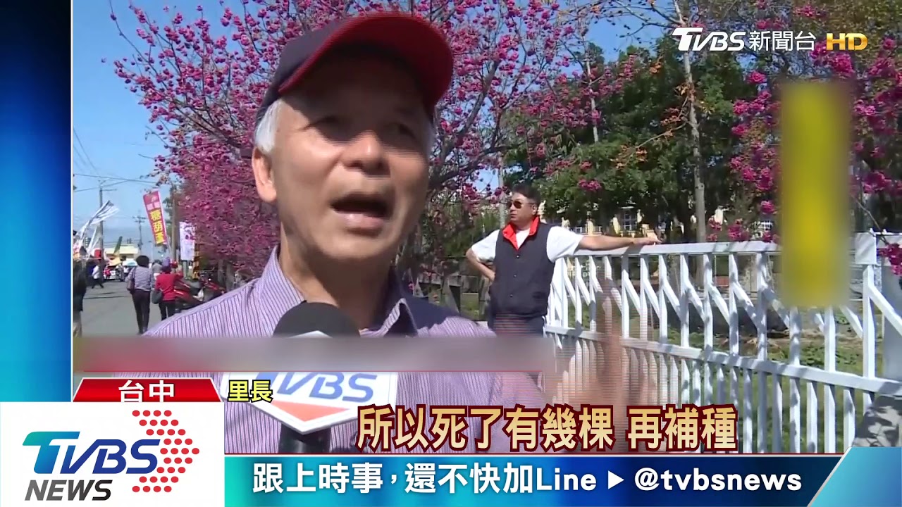 泰安派出所櫻花盛開 228連假預估現人潮