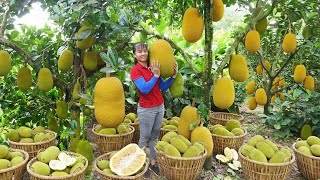 Harvesting Tons of Jackfruit & Vegetable Spinach ( Rau Chân Vịt ) Go To Market Sell