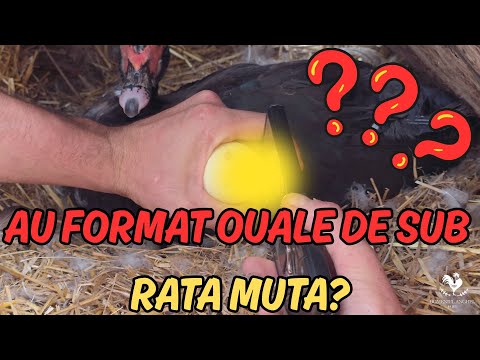 CURATENIA PERIODICA LA PASARI