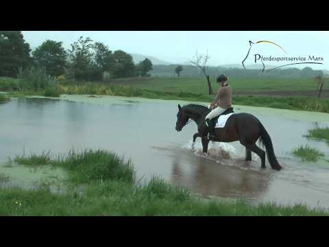 Fire Star *2010 www.pferdesportservice.de- Teich