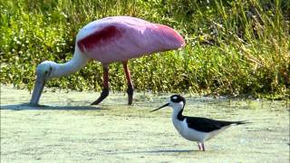 Mary Chapin Carpenter I was a Bird