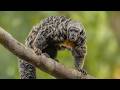 Extremely Rare Monkey Species You Never Knew Existed