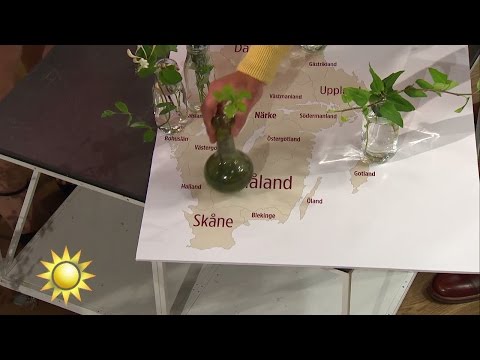 Kan du landskapsblommorna? Gör testet med Tilde och Peter - Nyhetsmorgon (TV4)
