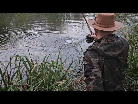 Forgotten Farm Ponds - Carp, Cows, Corn & Centrepins