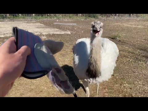 Kevin goes into battle against The Glove