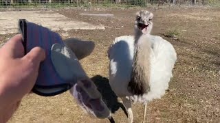 Download lagu Kevin goes into battle against The Glove mp3