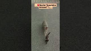 Mom Cat Pushes Her Shy Kitten to Meet a Human 😂🐱 #Shorts