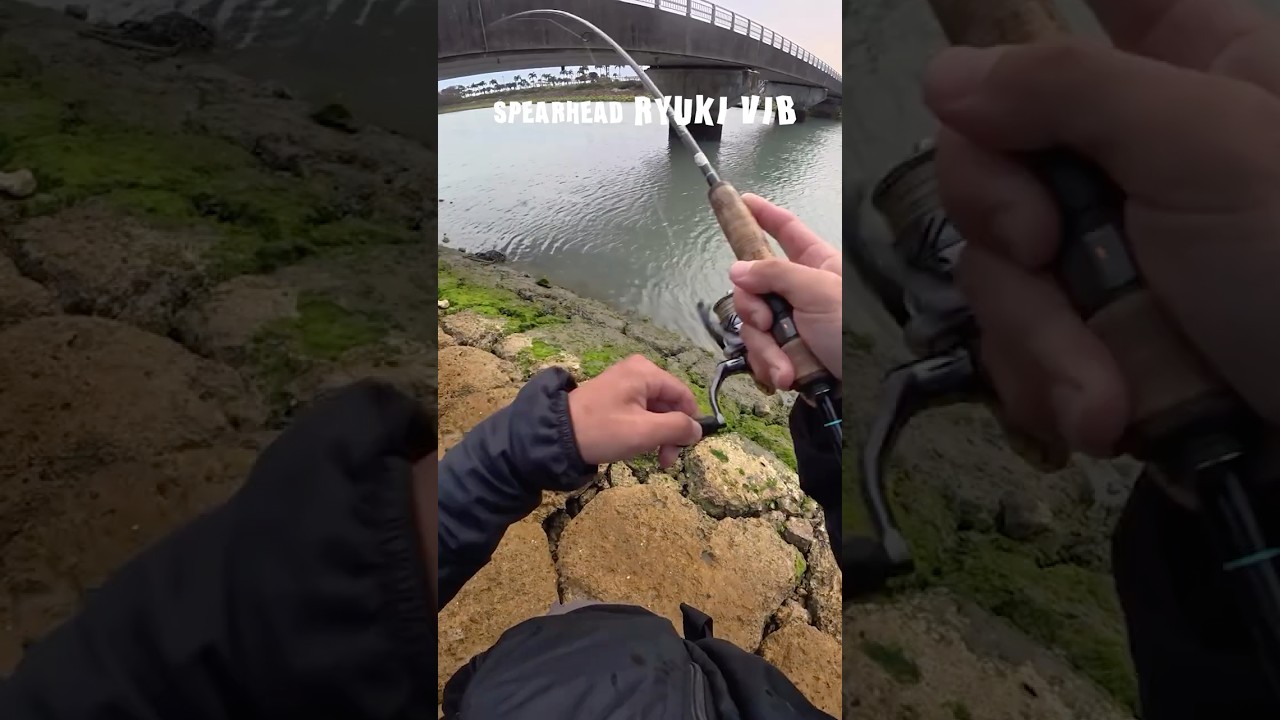 沖縄ルアーゲーム｜バイブで攻略（DUO） #fishing