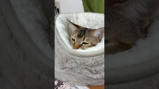 ただかわいいだけの猫 #shorts