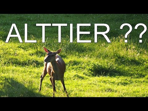 Approaching red deer - Fallow deer in summer