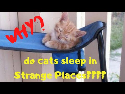 🆕why Do Cats Sleep In Strange Places 👉 Funny Cats Sleeping Weird Position Video