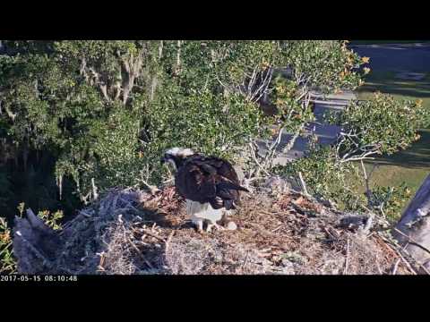 Adult Removes Dead Nestling from Nest, May 15, 2017—Savannah PTZ Cam [Axis]