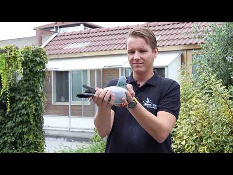 Frank Zwiers promo 2020 (with English subtitles)