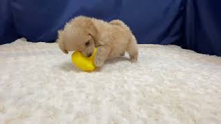 ハーフ犬の動画01