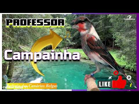 Canário Belga CANTO CAMPAINHA QUE ENCANTA!  Seu CANARY voltará a CANTAR