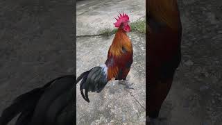Download lagu ไก่ต่อตัวผู้ ไก่สวยงาม | เสียงใช้สำหรับต่อไก่ป่า | Suab Qaib Qus Qua Zoo Heev | Red junglfowl sound mp3