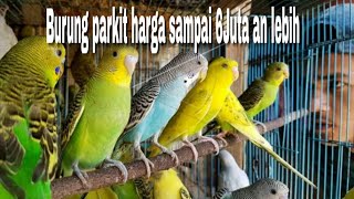 Download lagu Burung PARKIT AUSTRALIA harga sampai 6 juta an , nih 5jenis Parkit AustraliaChannel Sobat News Live mp3