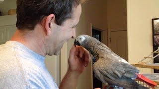 How an African Grey Parrot Shows Affection