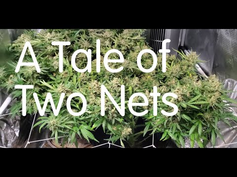 Building a Better Screen of Green [SCRoG +]