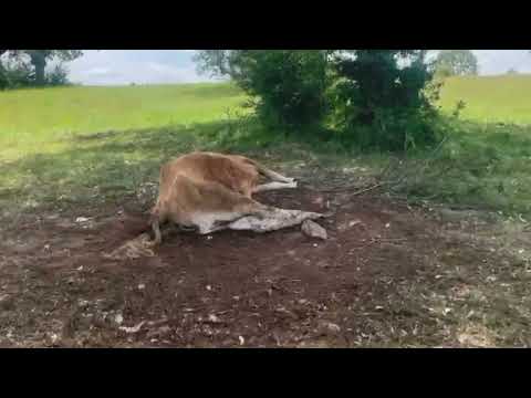 Ataque buitres Salamanca: Matan vaca y ternero en parto