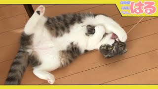 猫ならクッソ大好き「じゃれ猫チューチュー」の危険性【召喚獣はる】