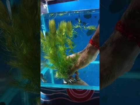 I got the aquarium plant for free #ytshorts #shorts #aquaticplants #aquarium #aquascape