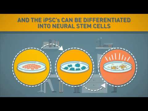 Exciting new ‘mini brains’ grown in laboratories could replace animals