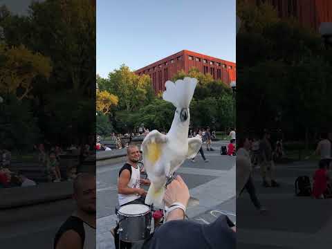 Le perroquet célèbre la journée nationale du tambour