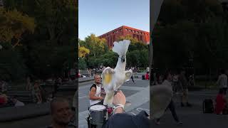 Le perroquet célèbre la journée nationale du tambour