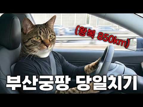 고양이 밥 사러 14시간 운전한 남자..