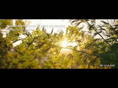 Film corporate MANE — sourcing mimosa, Pays de Grasse
