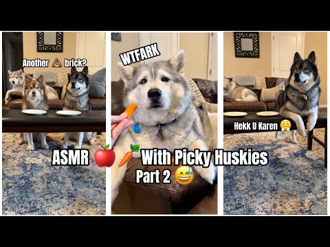 Watch My 3 Picky Huskies Eat 🍎 and 🥕 😅