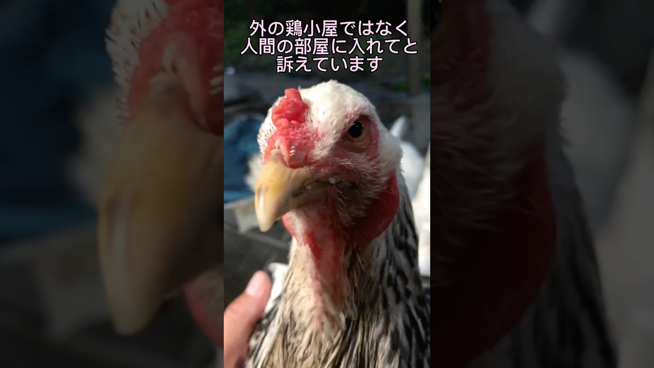 人間と会話するニワトリ