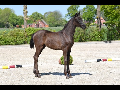 Nr 6 Stf Vivaldos RoyalBlend