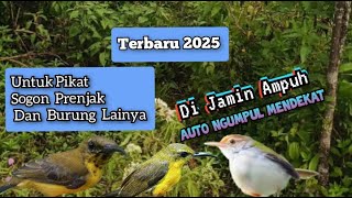 Download lagu Suara Pikat Sogon Ribut Vs Prenjak Lumut 2025 mp3 Download lagu Suara Pikat Sogon Ribut Vs Prenjak Lumut 2025 mp3