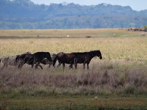 Lavradeiro (trailer)