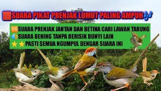 Download lagu Suara pikat prenjak lumut,,paling ampuh untuk mikat mp3 Download lagu Suara pikat prenjak lumut,,paling ampuh untuk mikat mp3
