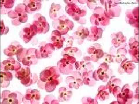 "Love Every Little Thing" - Matty J & Lole (NZstyles)