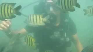 preview picture of video 'Scuba Diving @ Sindhudurg Malvan'