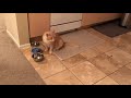 Orange Tabby Cat Meowing