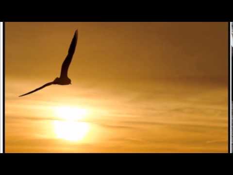 Family Sovage - Evadé