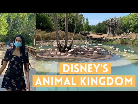 Why Disney’s Animal kingdom is my favorite Walt Disney theme park!