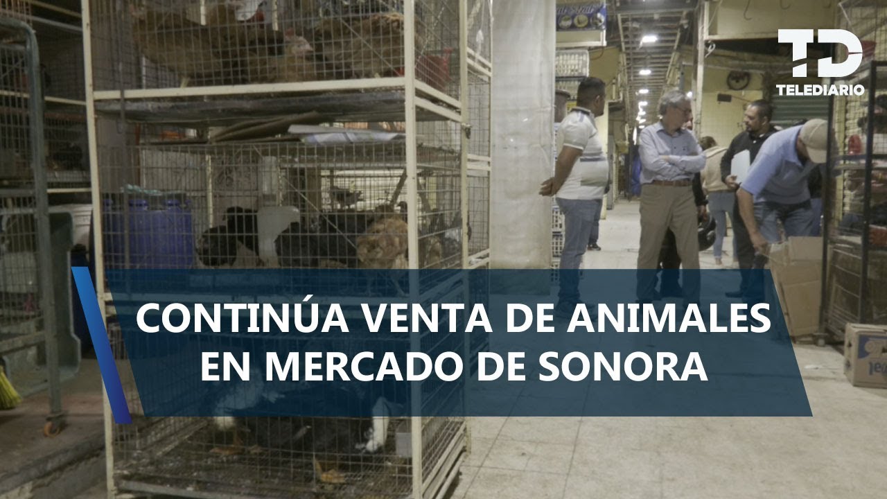 Con negocios cerrados y jaulas vacías, persiste venta de animales en Mercado de Sonora