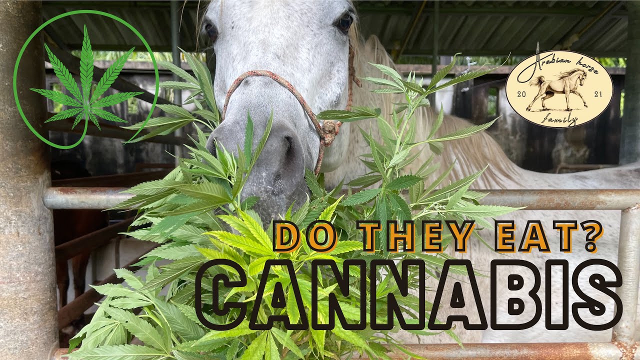 Will horses eat hemp litter? Tipseri