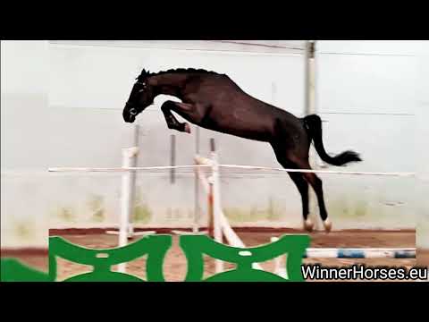 *2018 Holst. mare by Canoso x Caresino